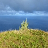 Plants: image 6 Of 60 Thumb